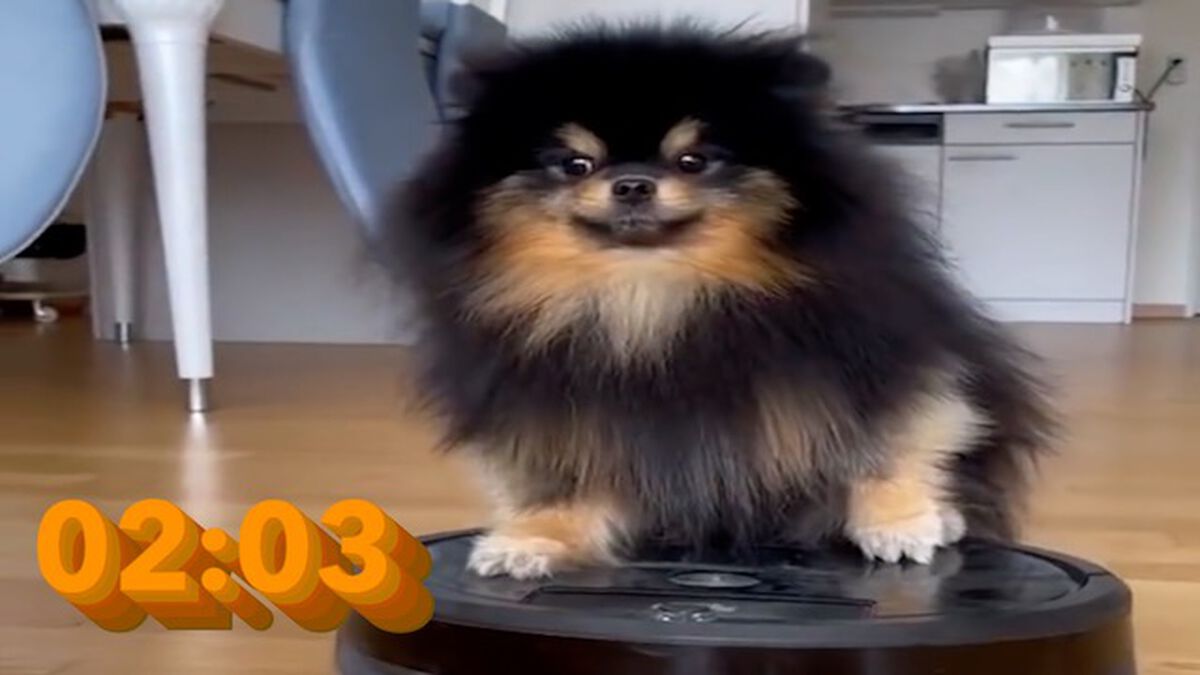 Cuteness Overload! 5-Minute Puppy Countdown image number 3